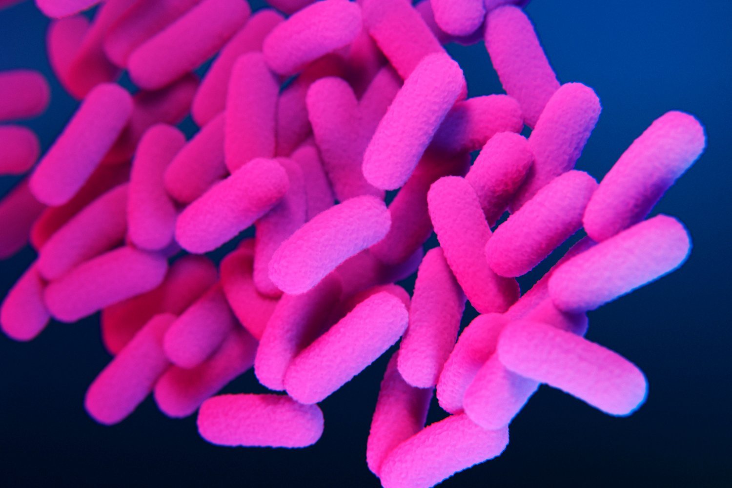 A 3D illustration of pertussis bacteria.