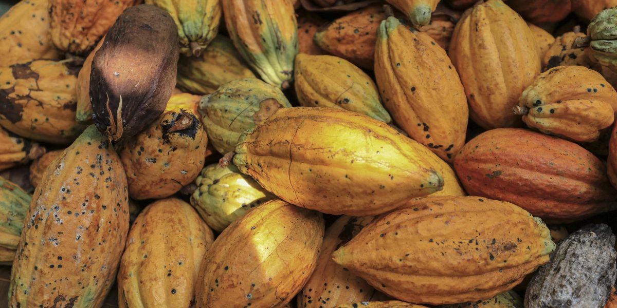 Cocoa ends 2024 as the main winning product. It’s not over yet